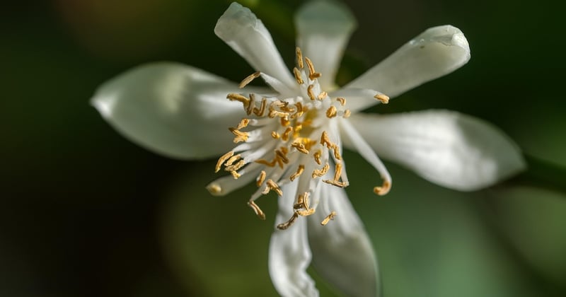 Citronnier maladies photos : identifier et traiter les problemes