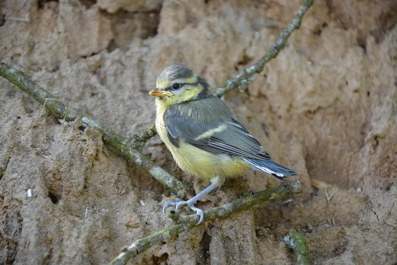 Que faire si vous trouvez un oisillon mésange au sol ?