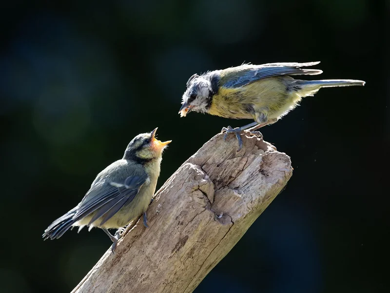 Alimentation des oisillons mésange : le menu exact à suivre