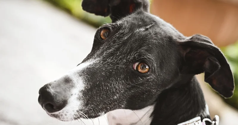 Comment la détection canine peut-elle détecter les punaises de lit ?