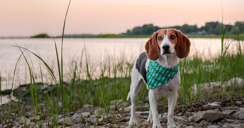 Quels sont les avis sur la détection canine des punaises de lit ?