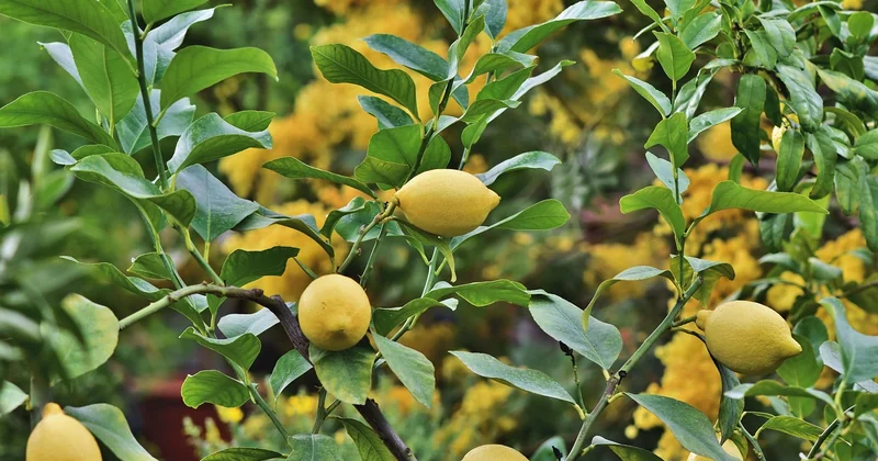 Comment traiter un citronnier naturellement