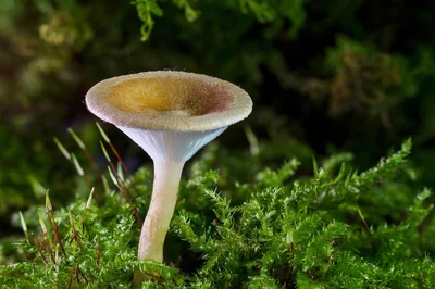 champignon
