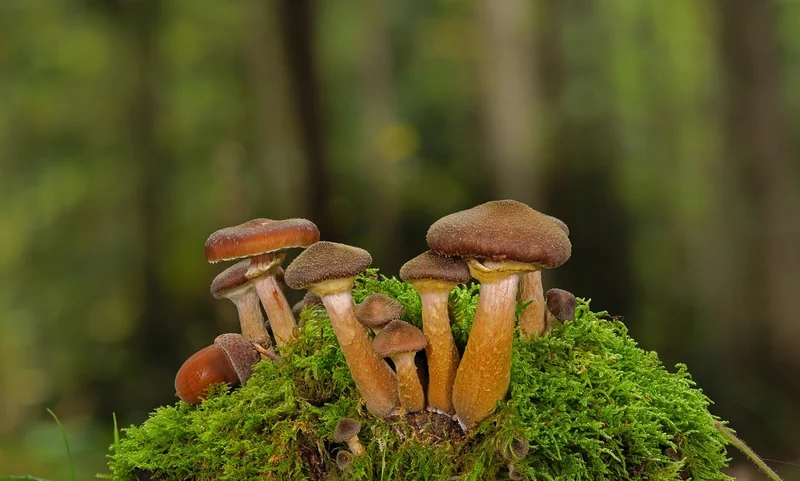 Les principaux champignons confondus avec la mérule