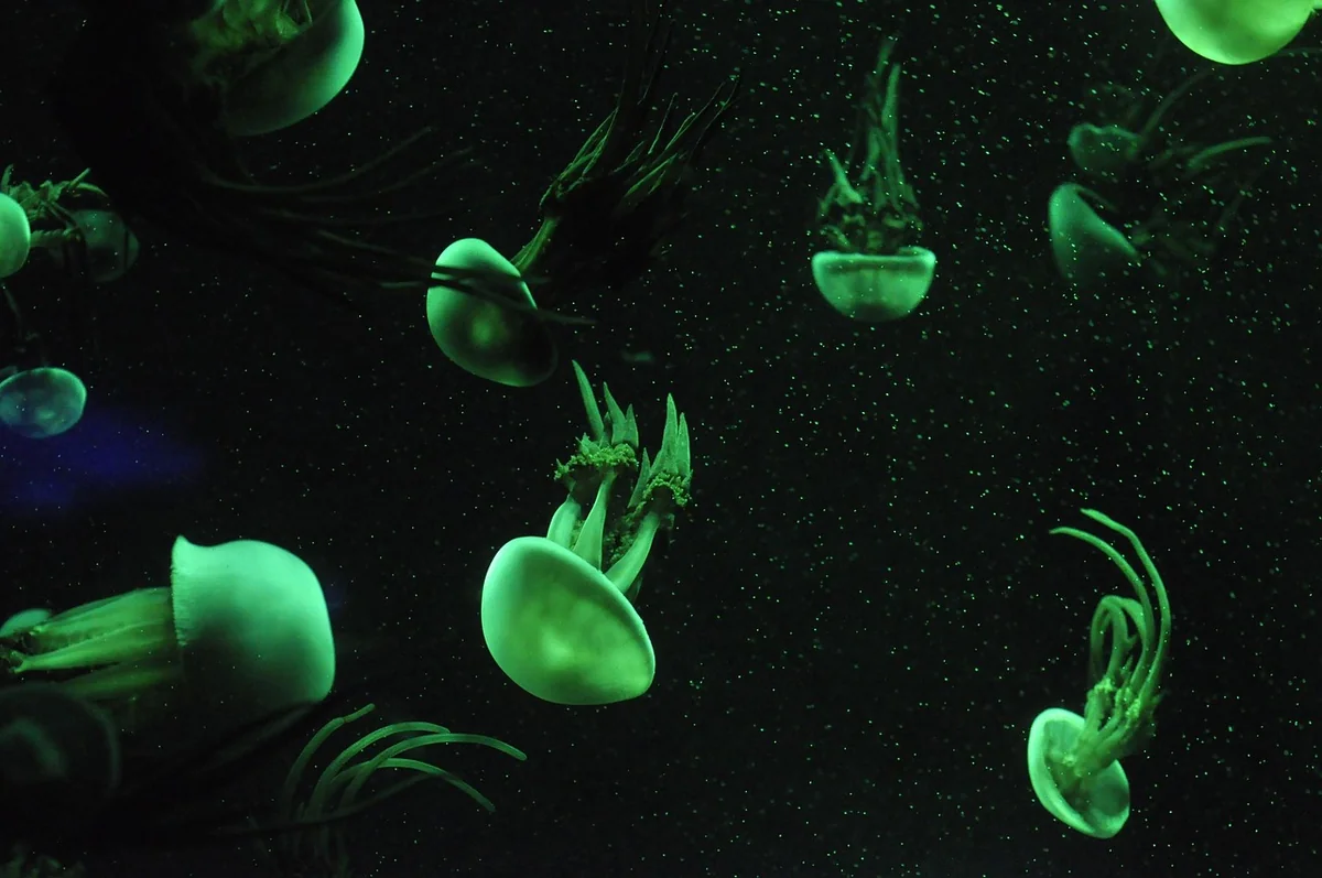 Découvrez le tarif 2026 de l'aquarium de La Rochelle et planifiez votre visite idéale