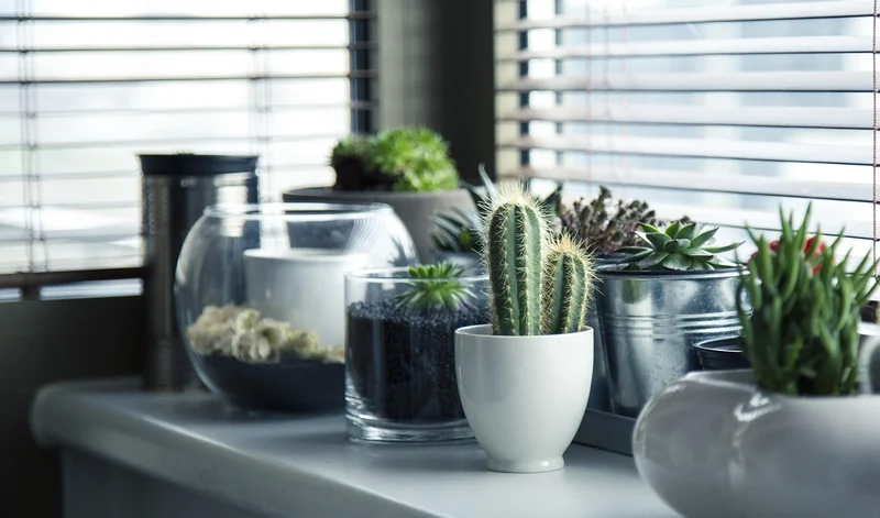 Astuces naturelles (qui marchent — et celles qui ne marchent pas)